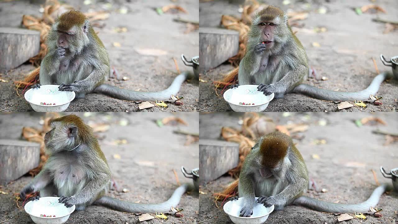 猴子吃猫食