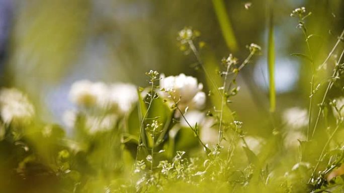 美丽的白花。春天。自然美。