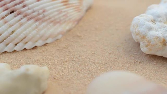 沙子上的鸡壳。