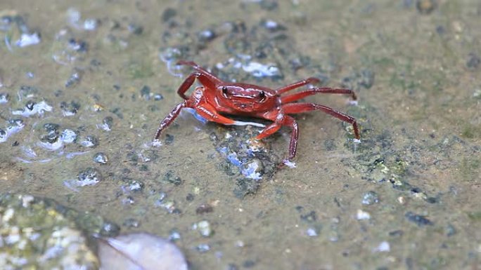 陆地红蟹