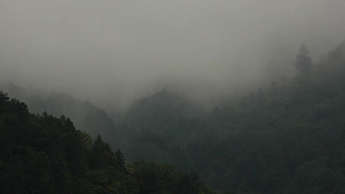 暴雨过后，令人困扰的迷雾穿过针叶混交林。适度的时间流逝。