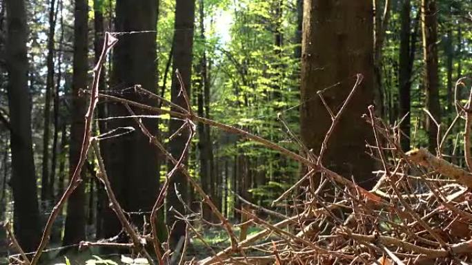 被包裹的干树枝的蜘蛛网落在森林中的地板上