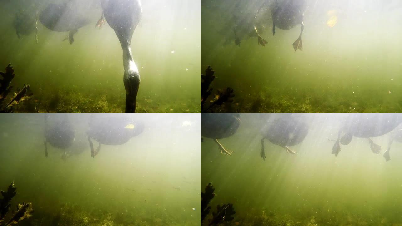 鸭子在水中吃面包，从水下射击，可见鸟的爪子