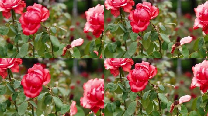 粉色玫瑰复古色彩拍摄。玫瑰园中新鲜的夏季玫瑰的彩色镜头随风而行