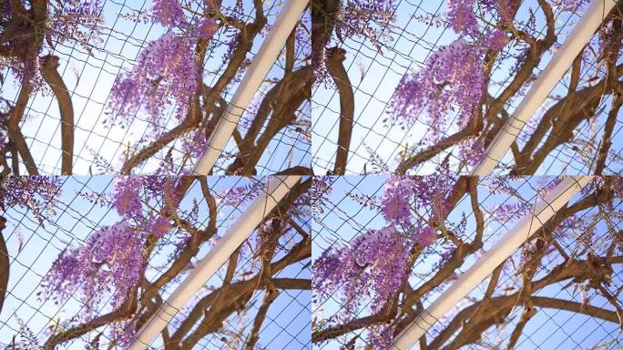 黑山，亚得里亚海和巴尔克的开花树紫藤