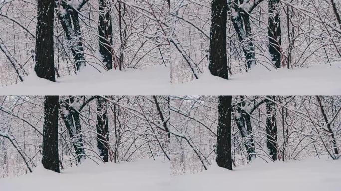 雪树的冬季森林