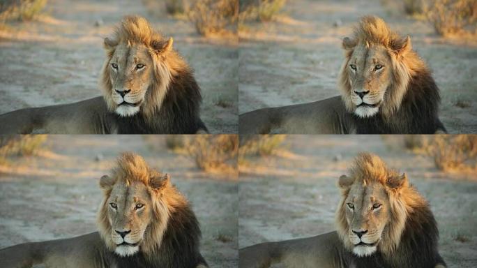 大雄非洲狮子