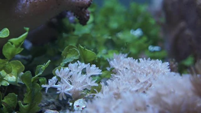 水族馆里的珊瑚