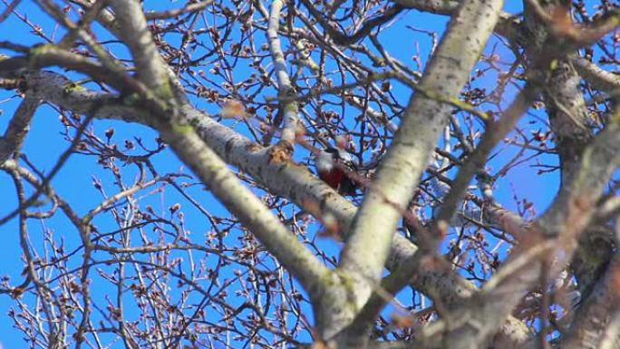 树上的鸟。蓝天前盛开的柳树。春天树上的鸟