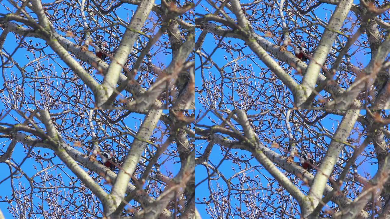 树上的鸟。蓝天前盛开的柳树。春天树上的鸟