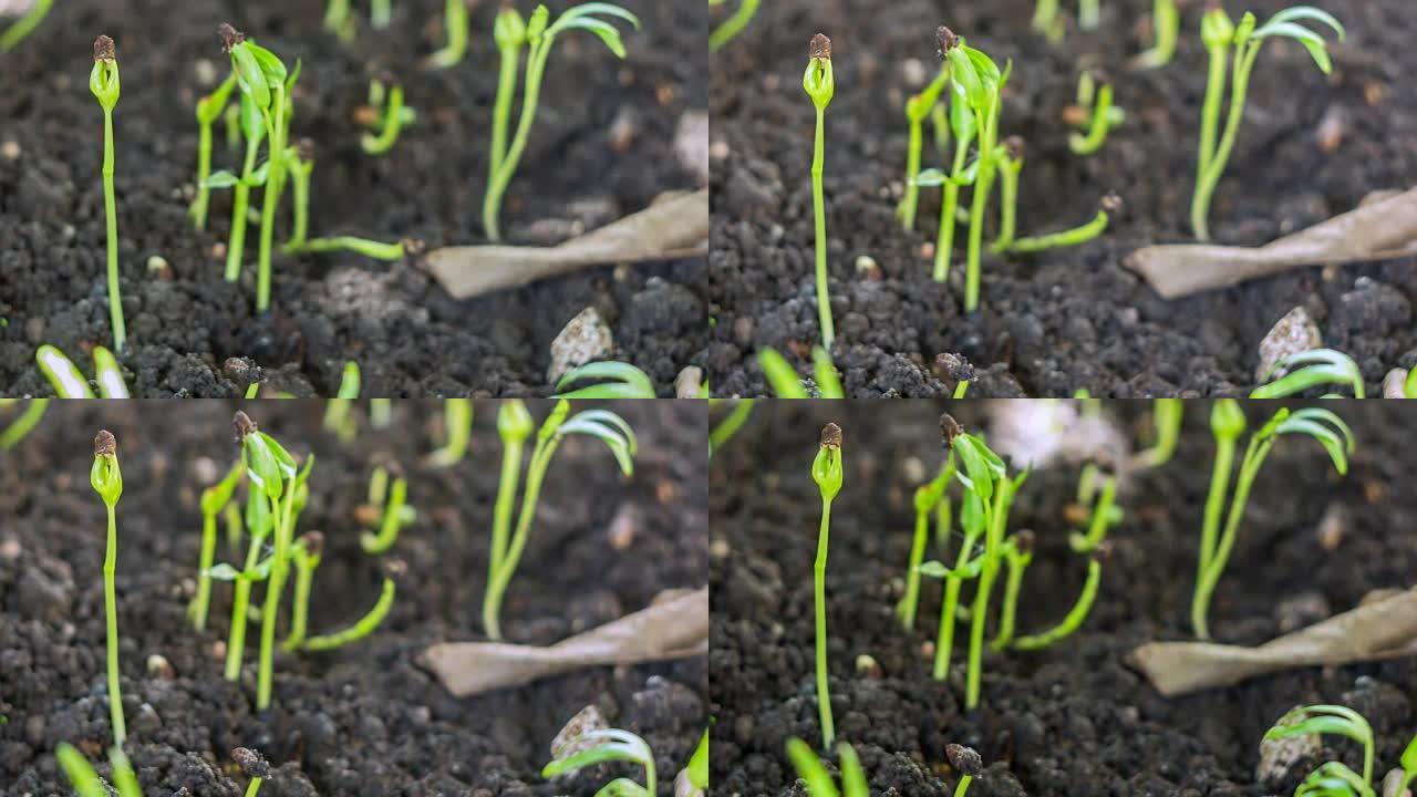 特写小植物生长，牵牛花的萌芽