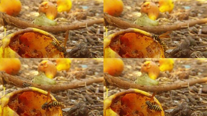 黄蜂驱赶落梨后的大灰苍蝇，昆虫飞得宏观