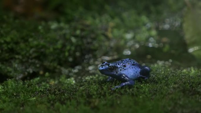 蓝色毒箭蛙