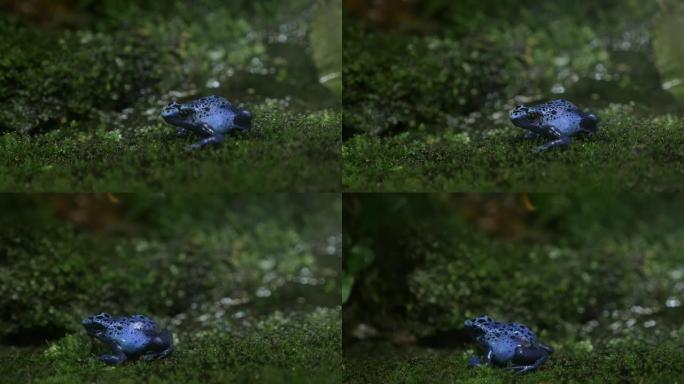 蓝色毒箭蛙