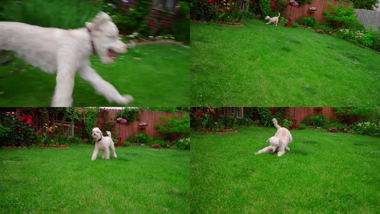 顽皮的狗在后院花园里跑草。白色狮子狗在外面玩耍