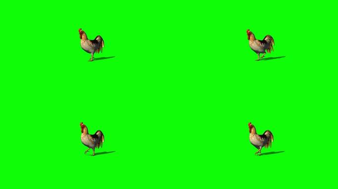 公鸡行走-绿色屏幕