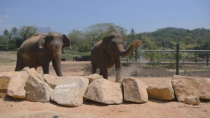动物园里的两头大象在洒沙子。美丽的大象从他的鼻子喷射沙子。慢镜头