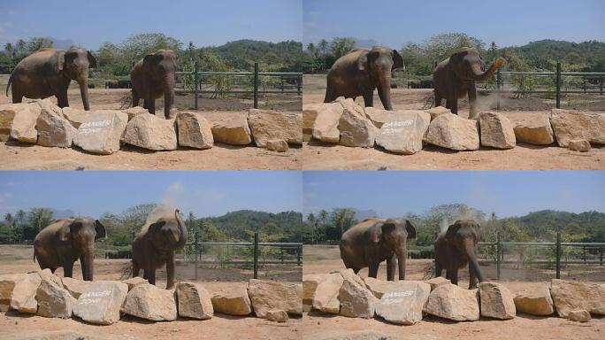 动物园里的两头大象在洒沙子。美丽的大象从他的鼻子喷射沙子。慢镜头