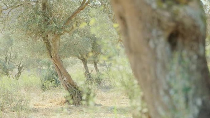追踪以色列橄榄树种植园的照片