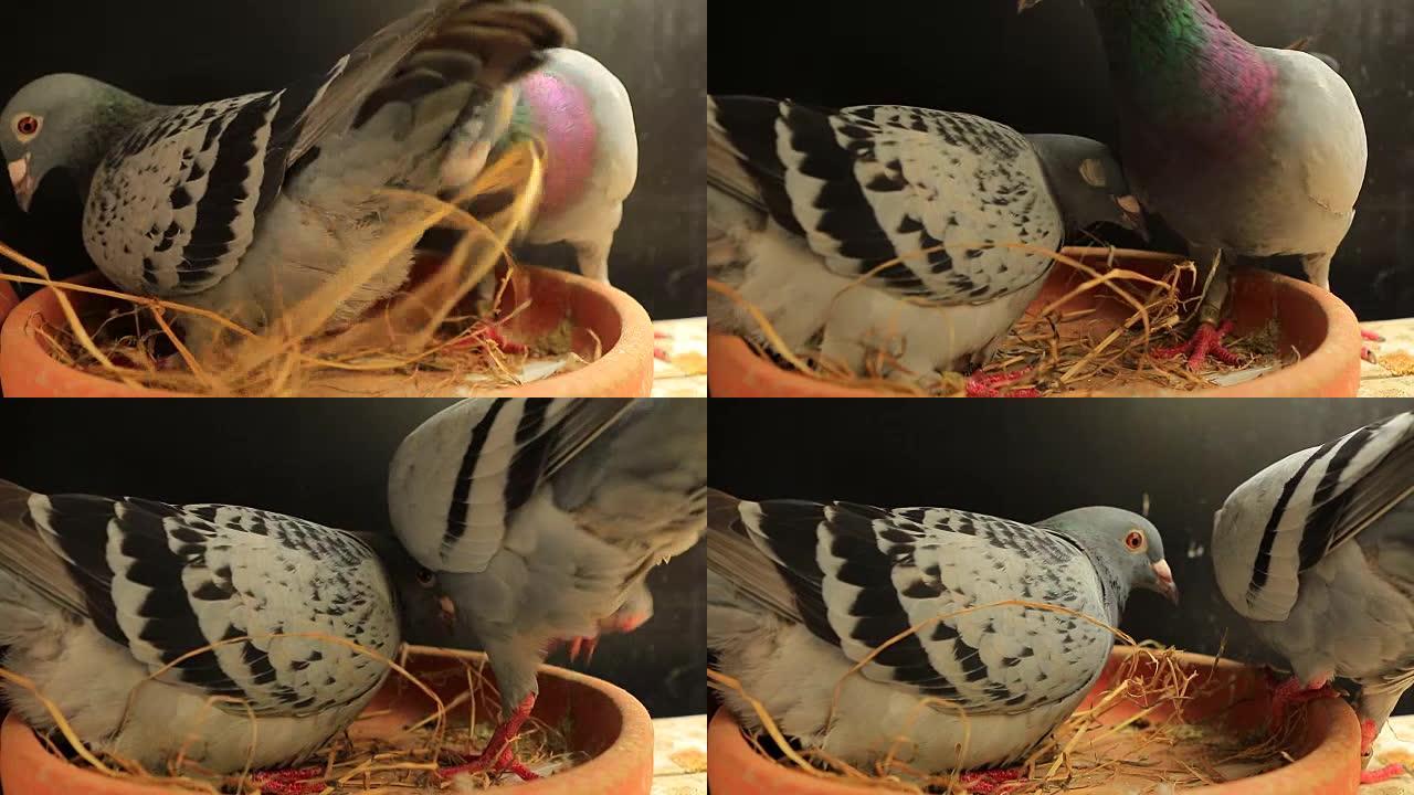 家庭鸟类阁楼中的速度赛鸽繁殖
