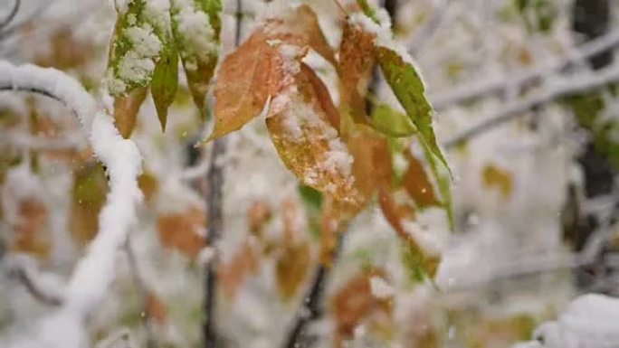 雪从公园积雪覆盖的树枝上缓慢落下