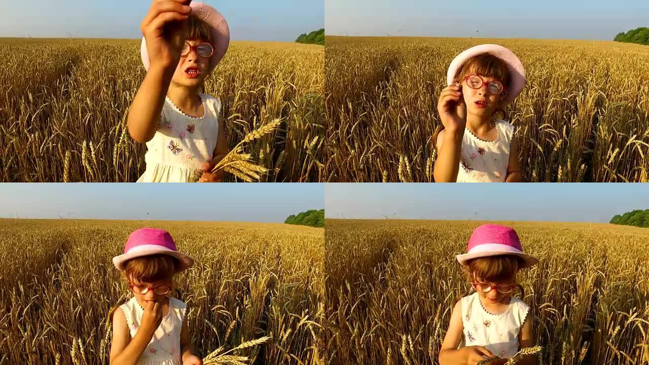 小女孩检查小麦谷物的质量。小麦变黄了。很快它将开始收获。