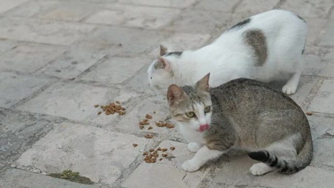两只猫坐在地上，在公园户外吃猫食