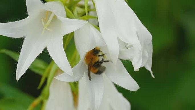 钟形花上的大黄蜂