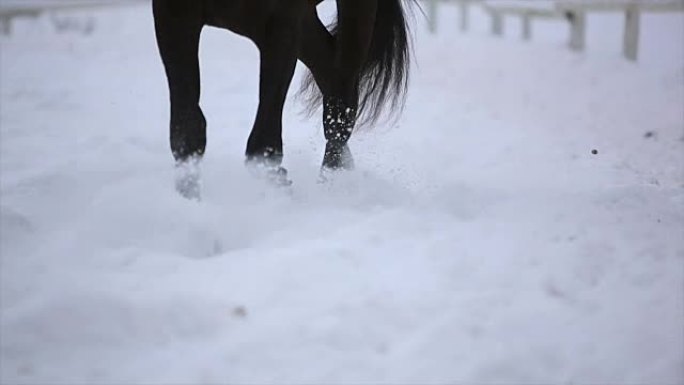 赛马在雪地上奔跑。慢动作
