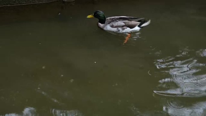 两只野鸭在水下寻找食物