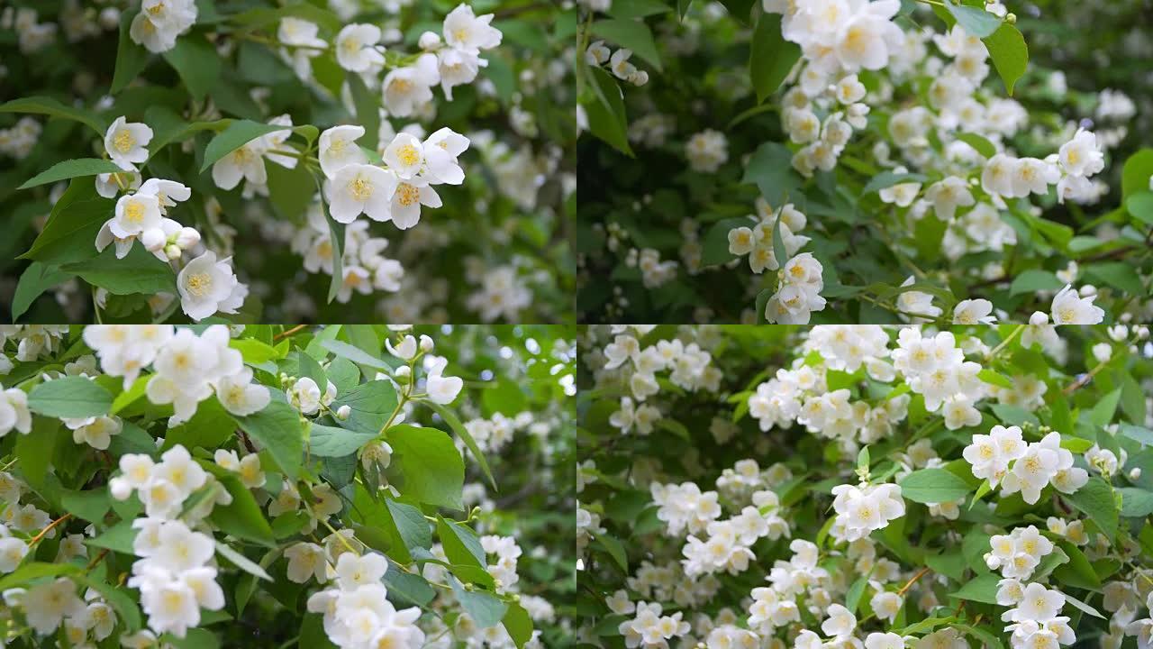 阳光明媚的茉莉花茉莉花开小白花漫山花海