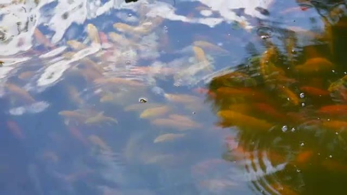 鱼儿浮在水面上中国池塘里跳出水面
