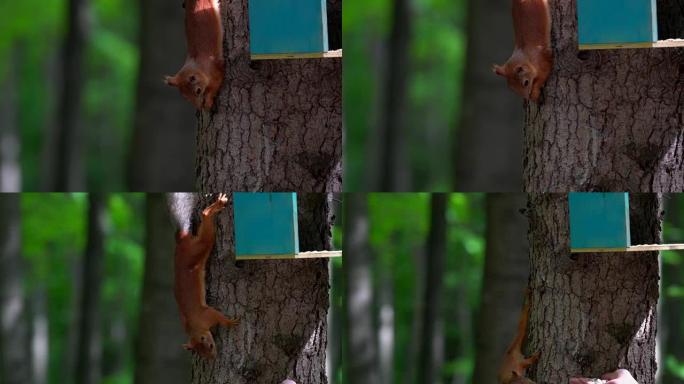 一只有着灰色尾巴的红发松鼠倒坐在树上。松鼠正试图接近男孩的手，那只手撒了南瓜籽。路过的人，吓唬松鼠。