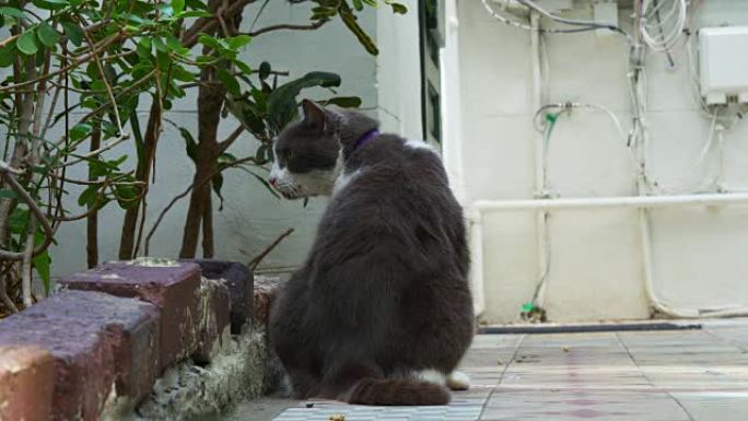 美国夏日著名的欧内斯特·海明威之家猫4k佛罗里达