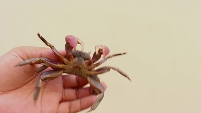 孤立的手握螃蟹