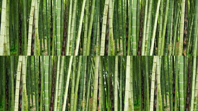 竹树森林