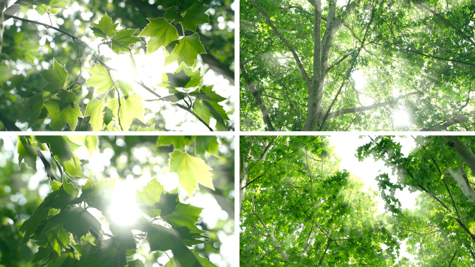阳光树叶梧桐树逆光唯美空镜头仰拍阳光树林