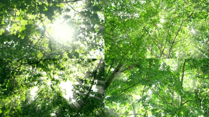 阳光树叶梧桐树逆光唯美空镜头仰拍阳光树林