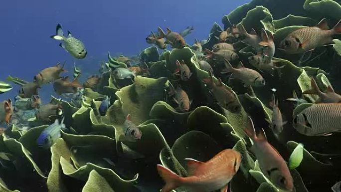 卷心菜珊瑚的巨型殖民地，包括松鼠鱼，帕劳