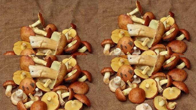 粗糙布上五颜六色的森林蘑菇