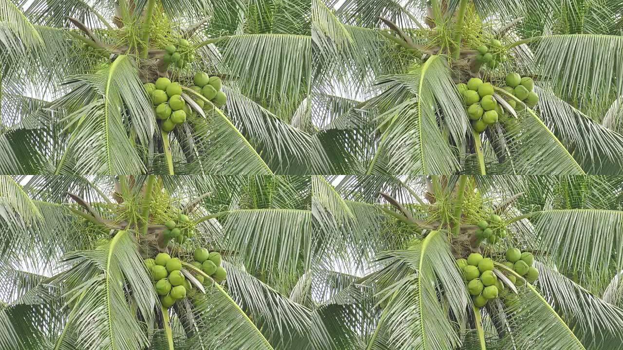 甜椰子树