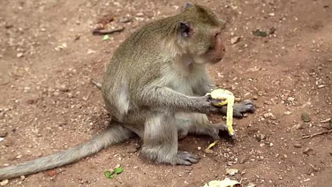 猕猴吃香蕉