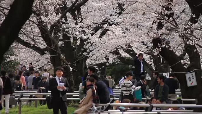 樱花与人长射温和风在Chidorigafuchi