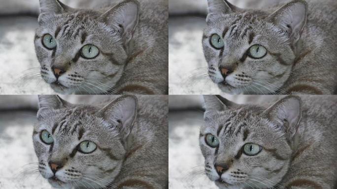 猫眼的表情。