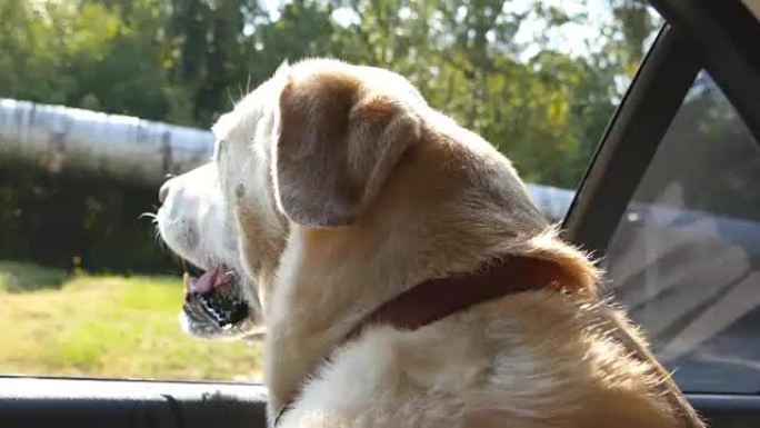 狗繁殖拉布拉多或金毛猎犬看着车窗。家畜伸出汽车去享受风和观察世界。特写