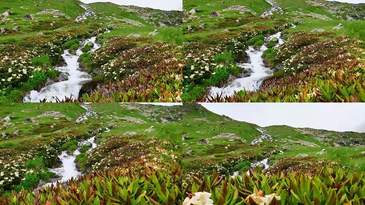 在青山和山花处流进。卡夫卡兹地区