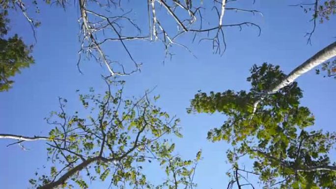 在蓝天中旋转的桦树顶部，万向节射击
