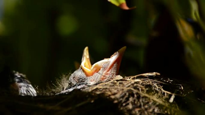 幼鸟在树上的巢穴中，喙张开