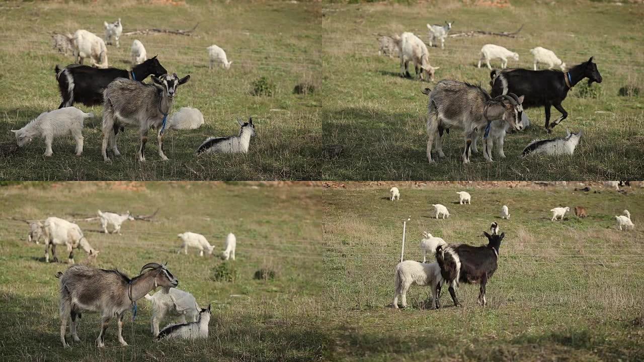 在田间放牧的家养山羊群