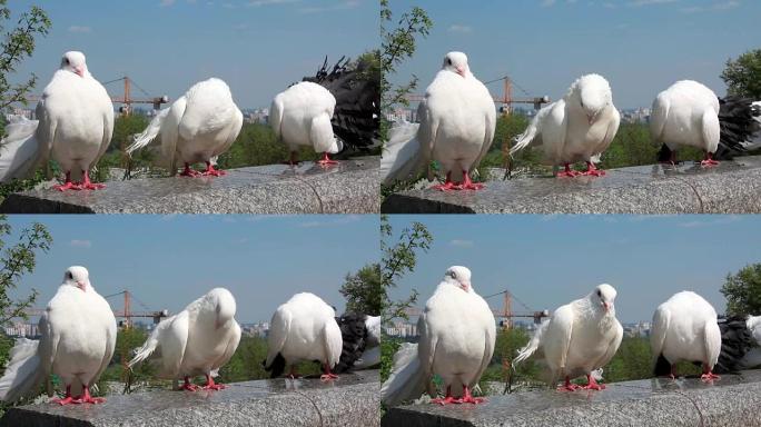 美丽的白孔雀鸽子